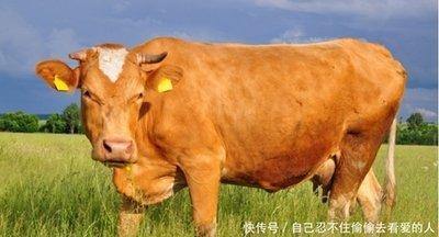 生肖牛事业上的合作伙伴 属牛人与哪些生肖合作好