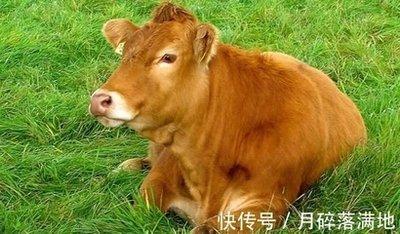生肖牛几月出生富贵命 哪几个月生的属牛人命好
