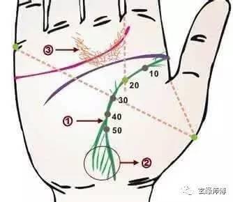 生命线分叉意味着什么呢 生命线分叉会有什么影响