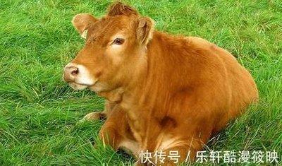 生肖牛和什么生肖最配 属牛人的最佳婚姻配对