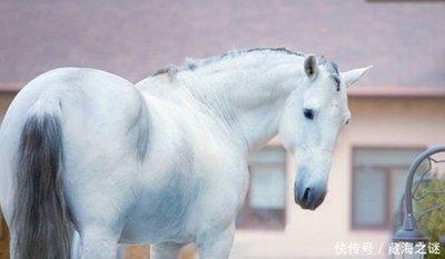 生肖马和生肖狗的感情  属马人与什么生肖更配