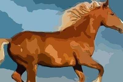 生肖马明年与太岁相合运势旺盛 哪方面运势最好