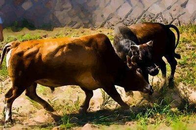 生肖牛最大的优点大曝光超能吃苦不爱抱怨