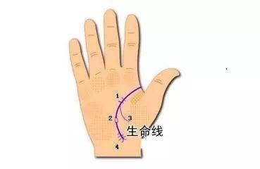 生命线短是什么意思 生命线短的人运势如何