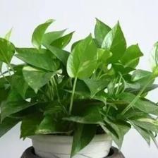 生肖马的旺运植物 属马人适合什么植物