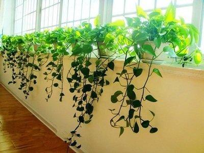 生肖马的旺运植物 属马人适合什么植物