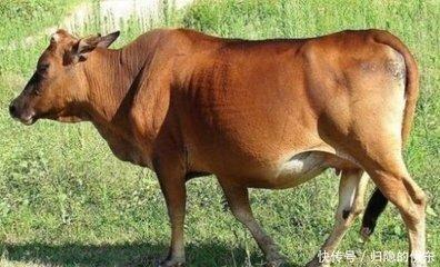 生肖牛的适合颜色 属牛人穿什么颜色的衣服好