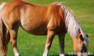 生肖马运势分析：属马的人明年应该以事业为重