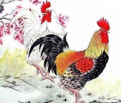 生肖鸡2025年犯太岁 哪些运势最差