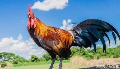 生肖鸡与太岁相害 这一年的各方面运势都不好吗