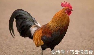 生肖鸡事业上的合作伙伴 属鸡与哪些生肖合作好