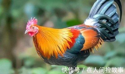 生肖鸡事业上的合作伙伴 属鸡与哪些生肖合作好