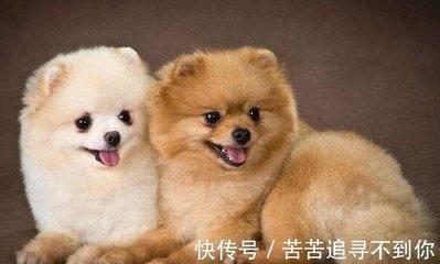 生肖狗事业上的合作伙伴 属狗与哪些生肖合作好