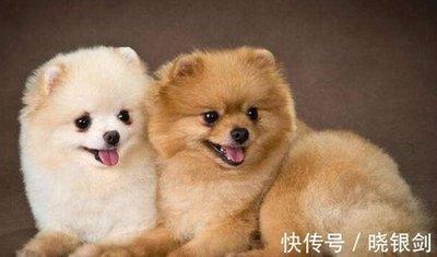 生肖狗事业上的合作伙伴 属狗与哪些生肖合作好