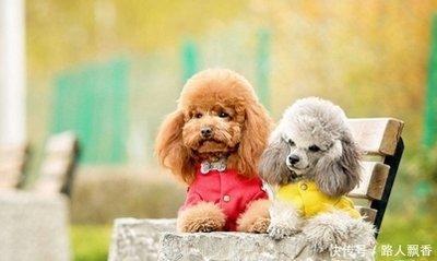 生肖狗几月出生好 哪几个月份出生的属狗人好