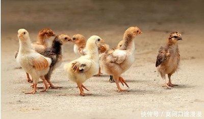 生肖鸡哪些月份出生好 属鸡人哪几个月份出生好