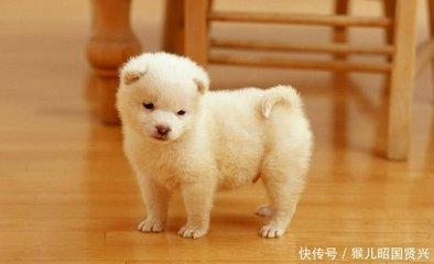 生肖狗和什么生肖合作 属狗人与谁合作好