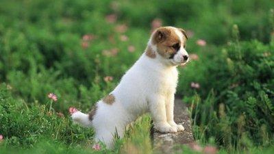 生肖狗和生肖狗可以做夫妻吗 婚姻有何发展