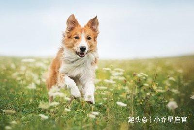 生肖狗和谁配 属狗人的最佳配对有什么