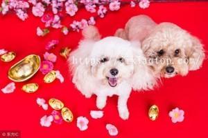 生肖狗在明年的运势究竟会怎样本命年运势分析