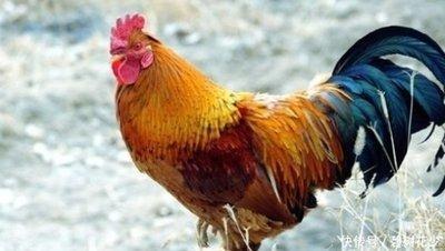 生肖鸡生在几月最好 什么月份出生的属鸡人幸运