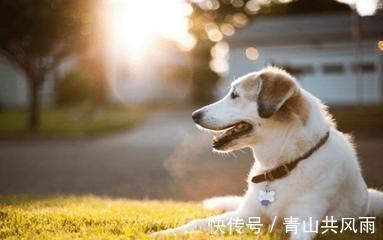 生肖狗最讨厌的是谁 属狗人最讨厌什么样的人 生肖狗最讨厌的是谁 属狗人最讨厌什么样的人