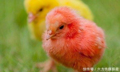生肖鸡的人养什么花 属鸡人养哪些花运气好