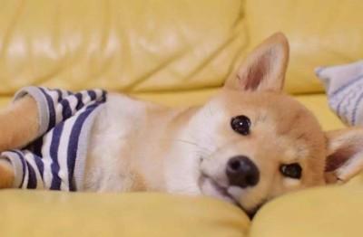生肖狗的性格优点缺点有哪些好相处吗