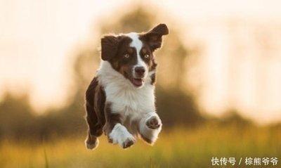 生肖狗的性格优点缺点有哪些好相处吗
