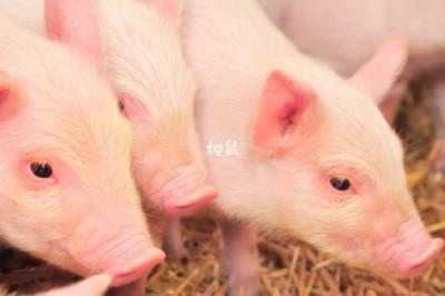 生肖鸡运势2025 蛇年有好运吗