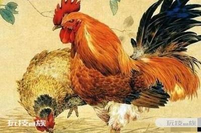 生肖鸡适合养什么动物 哪些动物更适合属鸡人