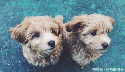 生肖狗结婚大吉月 2025年属狗人几月结婚好