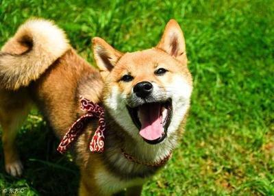 生活充满惊喜 这几个生肖总会遇到好事
