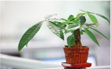 生肖猪与什么生肖最合  这几个生肖带旺财运