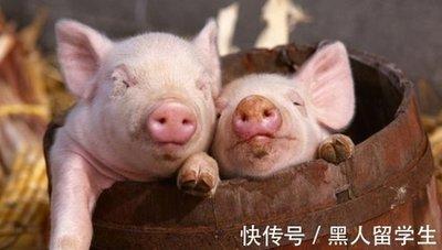 生肖猪事业上的合作伙伴 属猪与哪些生肖合作好