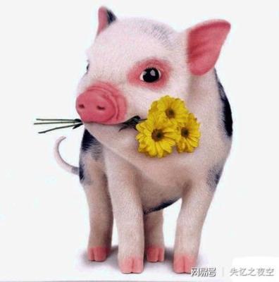 生肖猪农历7月出生 几月份出生的属猪人好