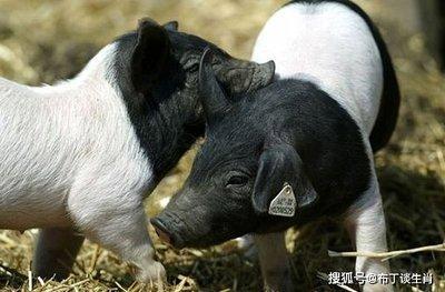 生肖猪出生月份命运 这几个月出生的属猪人命好