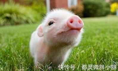 生肖猪和生肖鼠配对好不好 属猪人与谁最适合