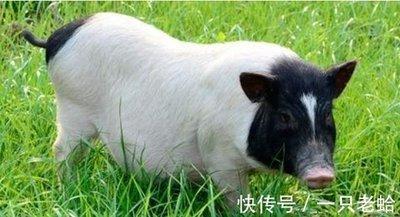 生肖九月的猪好不好 几月份出生的属猪人好 生肖九月的猪好不好 几月份出生的属猪人好