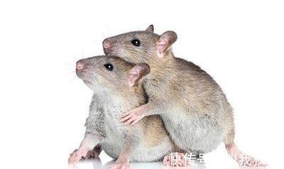 生肖鼠如何增加桃花运单身的属鼠人如何脱单