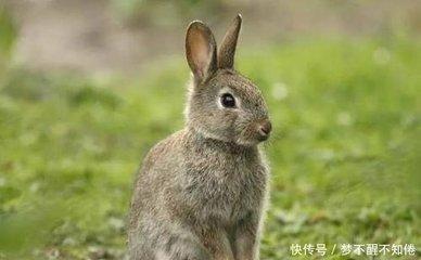 生肖兔2025年是能否升职加薪 事业运势分析