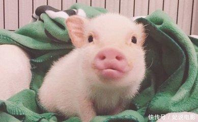生肖猪明年哪方面运势最好为什么