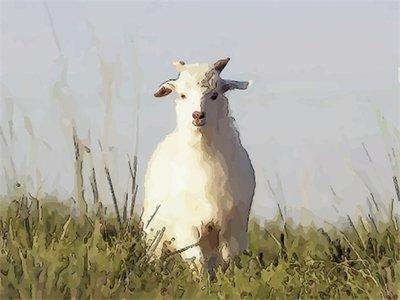 生肖鼠怎样为自己招来好运 改善运势利用什么