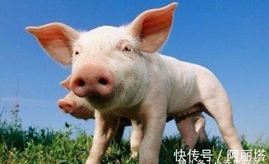 生肖猪最佳事业搭档 谁是属猪人工作上的好伙伴