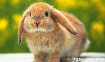 生肖兔一生的贵人是谁 什么生肖是属兔人的贵人