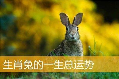 生肖兔一生的贵人是谁 什么生肖是属兔人的贵人