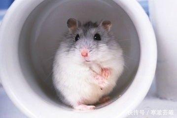 生肖鼠最适合什么工作 从事什么职业好