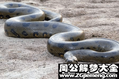 男人梦见大蟒蛇(男人梦见大蟒蛇在水里)