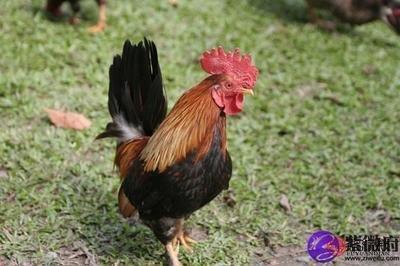 男属鸡女属鸡婚姻好不好 生肖鸡自刑可以在一起吗