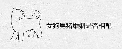 男牛女狗婚配怎么样 男牛女狗结婚好不好